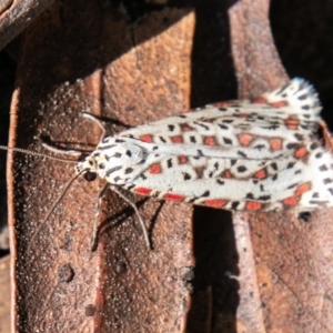 Utetheisa pulchelloides at Tennent, ACT - 4 Sep 2020 12:08 PM