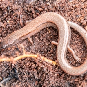 Anepischetosia maccoyi at Cotter River, ACT - 4 Sep 2020