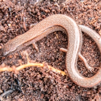 Anepischetosia maccoyi (MacCoy's Skink) at Cotter River, ACT - 4 Sep 2020 by SWishart