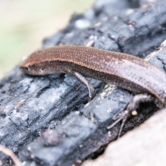 Lampropholis delicata (Delicate Skink) at Gibraltar Pines - 4 Sep 2020 by SWishart