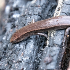 Lampropholis delicata at Paddys River, ACT - 4 Sep 2020