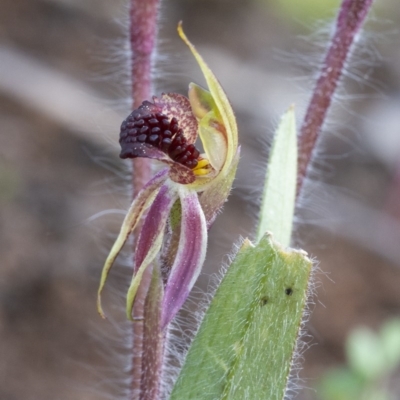 Caladenia actensis (Canberra Spider Orchid) by WHall