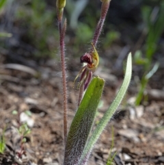 Caladenia actensis at suppressed - suppressed