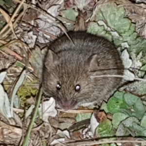 Rattus rattus at Pialligo, ACT - 6 Sep 2020