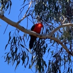 Alisterus scapularis (Australian King-Parrot) at Bruce, ACT - 7 Sep 2020 by JVR