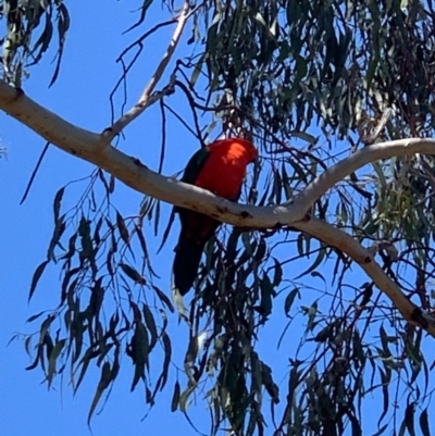 Alisterus scapularis (Australian King-Parrot) at Bruce Ridge to Gossan Hill - 6 Sep 2020 by JVR