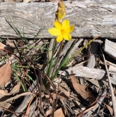 Bulbine bulbosa (Golden Lily, Bulbine Lily) at Bruce, ACT - 6 Sep 2020 by JVR