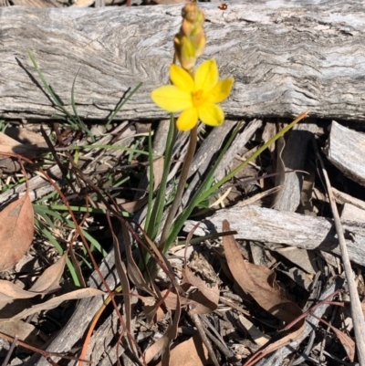 Bulbine bulbosa (Golden Lily) at Flea Bog Flat, Bruce - 6 Sep 2020 by JVR