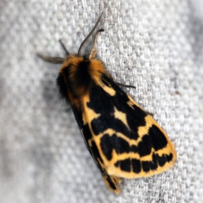 Ardices curvata (Crimson Tiger Moth) at O'Connor, ACT - 6 Sep 2020 by ibaird