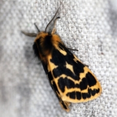 Spilosoma curvata (Crimson Tiger Moth) at O'Connor, ACT - 6 Sep 2020 by ibaird