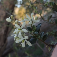Bursaria spinosa (Native Blackthorn, Sweet Bursaria) at Banks, ACT - 31 Mar 2020 by MichaelBedingfield