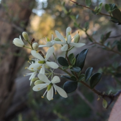 Bursaria spinosa (Native Blackthorn, Sweet Bursaria) at Rob Roy Range - 31 Mar 2020 by michaelb