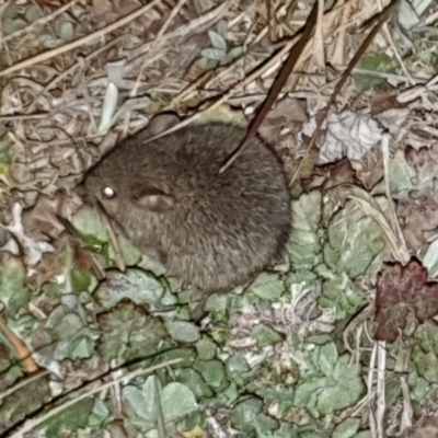 Rattus rattus (Black Rat) at Pialligo, ACT - 6 Sep 2020 by millsse