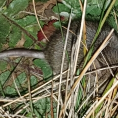 Rattus rattus (Black Rat) at Pialligo, ACT - 6 Sep 2020 by millsse