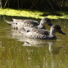 Anas gracilis (Grey Teal) at O'Malley, ACT - 6 Sep 2020 by Mike