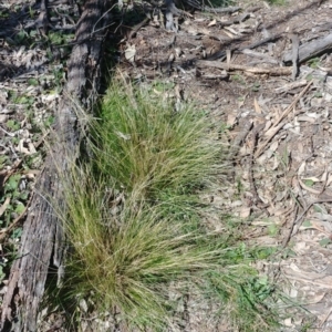 Nassella trichotoma at Hackett, ACT - 7 Sep 2020