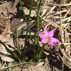 Romulea rosea var. australis at Aranda, ACT - 6 Sep 2020