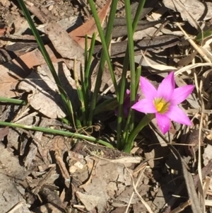 Romulea rosea var. australis at Aranda, ACT - 6 Sep 2020