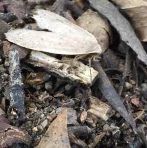 Oecophoridae (family) at Aranda, ACT - 29 Aug 2020