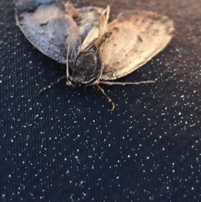 Proteuxoa (genus) (A Noctuid moth) at Aranda, ACT - 29 Aug 2020 by Jubeyjubes