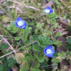 Veronica calycina (Hairy Speedwell) at Lower Boro, NSW - 7 Sep 2020 by mcleana
