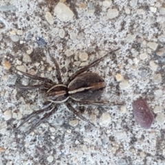 Unidentified Wolf spider (Lycosidae) (TBC) at Crace, ACT - 7 Sep 2020 by tpreston