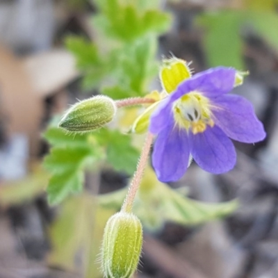 Erodium crinitum (Native Crowfoot) at Crace, ACT - 7 Sep 2020 by tpreston