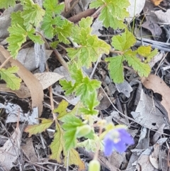 Erodium crinitum at Crace, ACT - 7 Sep 2020