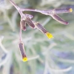 Senecio quadridentatus (Cotton Fireweed) at Crace, ACT - 7 Sep 2020 by trevorpreston