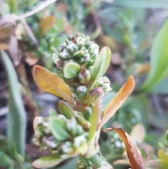 Polygonum arenastrum (Wireweed) at Crace, ACT - 7 Sep 2020 by tpreston