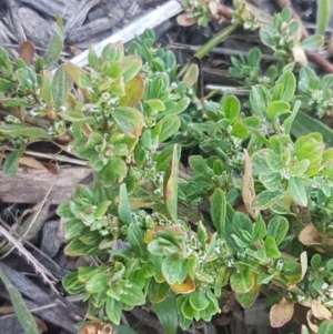 Polygonum arenastrum at Crace, ACT - 7 Sep 2020