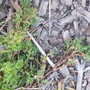 Polygonum arenastrum at Crace, ACT - 7 Sep 2020