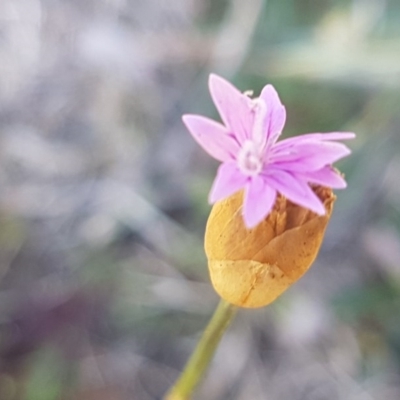 Petrorhagia nanteuilii (Proliferous Pink, Childling Pink) at Crace, ACT - 7 Sep 2020 by tpreston