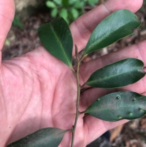 Diospyros australis at Wattamolla, NSW - 2 Sep 2020