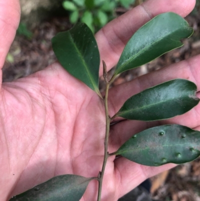 Diospyros australis (Black Plum, Yellow Persimmon, Grey Plum) at Wattamolla, NSW - 2 Sep 2020 by WattaWanderer