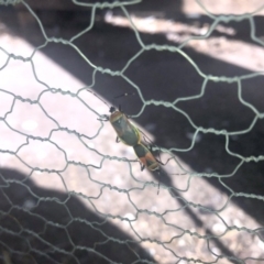 Dindymus versicolor at Berry, NSW - 22 Aug 2020