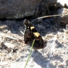 Vanessa itea (Yellow Admiral) at Tuggeranong Hill - 7 Sep 2020 by Owen