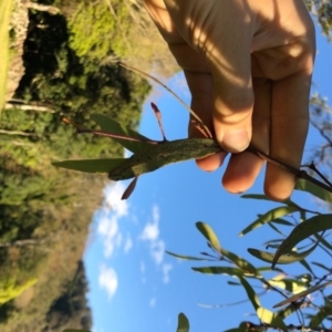 Amyema pendula subsp. pendula at Wattamolla, NSW - 24 Aug 2020