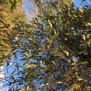 Amyema pendula subsp. pendula at Wattamolla, NSW - 24 Aug 2020