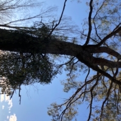 Amyema pendula subsp. pendula at Wattamolla, NSW - 24 Aug 2020