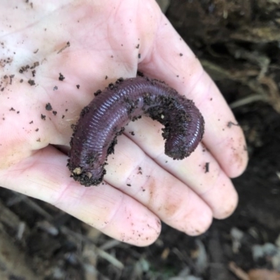 Unidentified Earthworm (Oligochaeta) at Wattamolla, NSW - 13 Aug 2020 by WattaWanderer