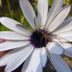 Eutichuridae (family) (Slender sac spider) at Tathra Public School - 7 Sep 2020 by TathraPreschool