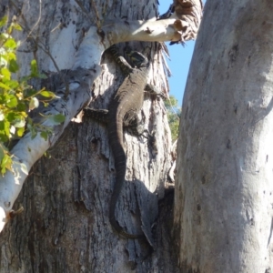 Varanus varius at Black Range, NSW - 7 Sep 2020