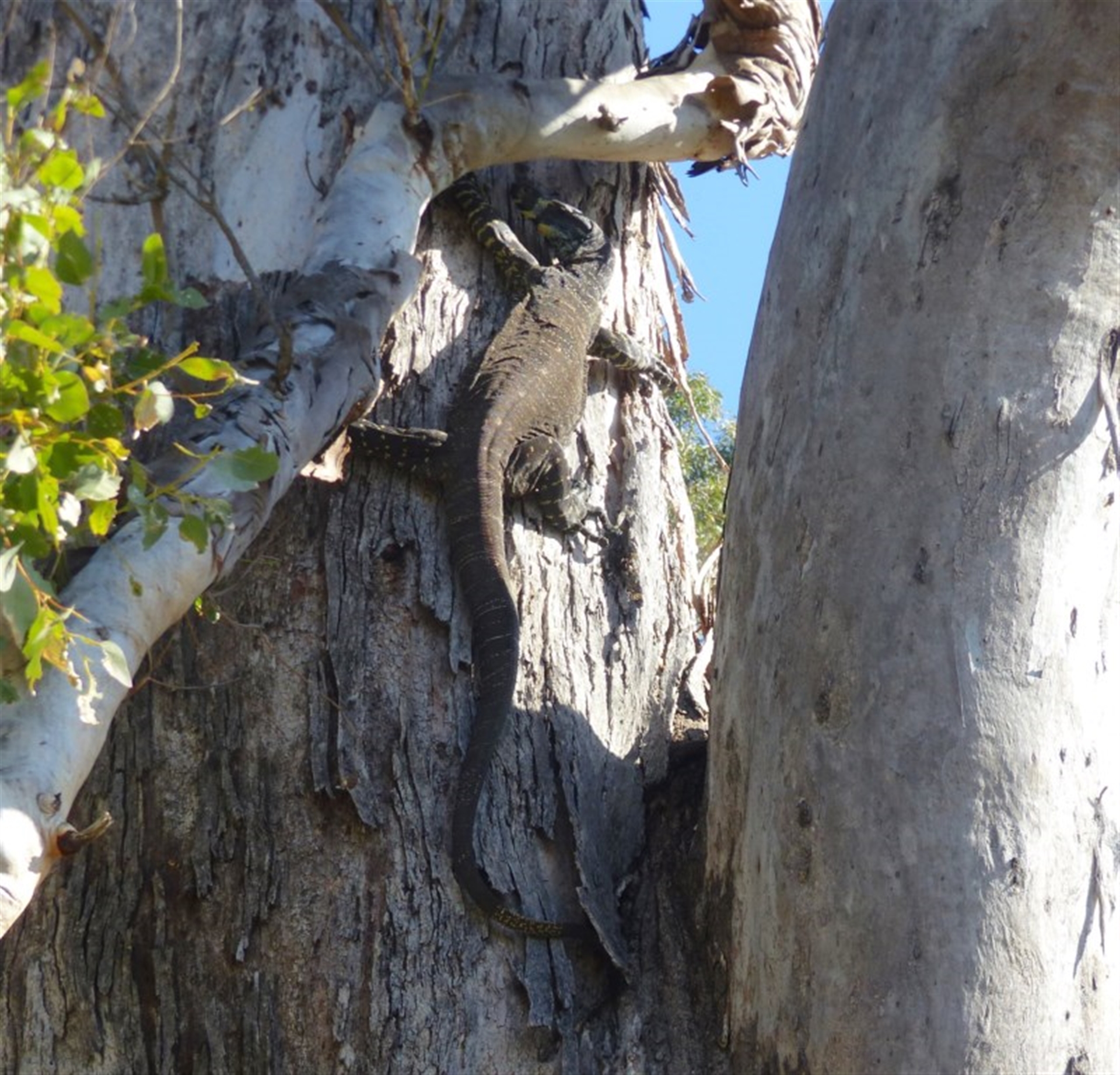 Varanus varius at Black Range, NSW - suppressed