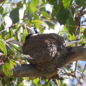 Grallina cyanoleuca at Black Range, NSW - 7 Sep 2020