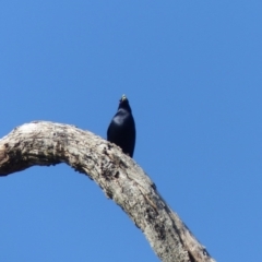 Ptilonorhynchus violaceus (Satin Bowerbird) at Black Range, NSW - 7 Sep 2020 by MatthewHiggins