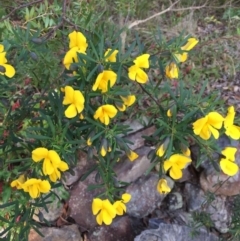 Gompholobium latifolium (Golden Glory Pea, Giant Wedge-pea) at EDM Private Property - 6 Sep 2020 by Evelynm