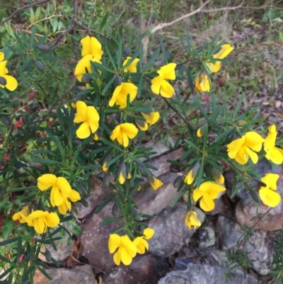 Gompholobium latifolium (Golden Glory Pea, Giant Wedge-pea) at Woodstock, NSW - 6 Sep 2020 by Evelynm