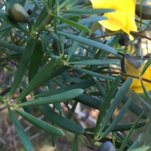 Gompholobium latifolium at Woodstock, NSW - 6 Sep 2020