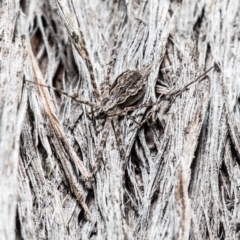 Tamopsis fickerti (Two-tailed spider) at Hawker, ACT - 7 Sep 2020 by Roger